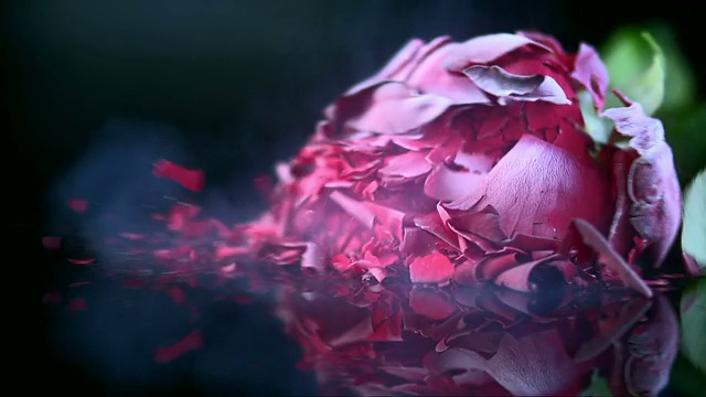 SLO MO冰冻的红玫瑰花在黑色的表面碎裂视频素材