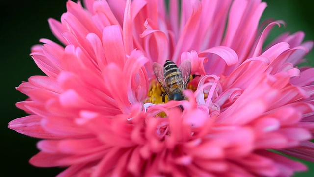 蜜蜂吮吸视频素材
