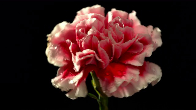 康乃馨花在美丽的光与水滴视频下载