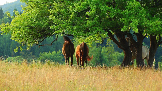 马在牧场上吃草-高清视频下载