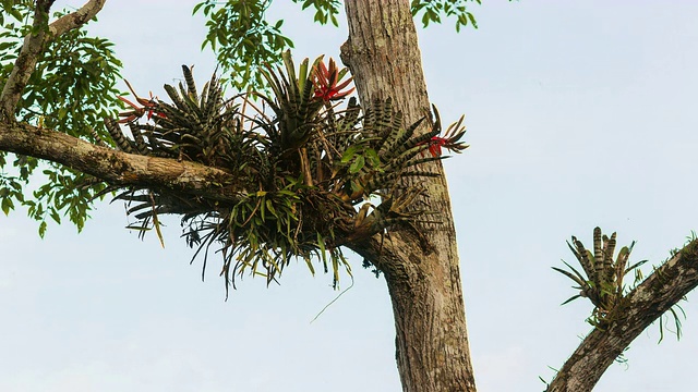 一簇凤梨，生长在热带雨林的一棵树上，树干上有蚂蚁在奔跑视频下载