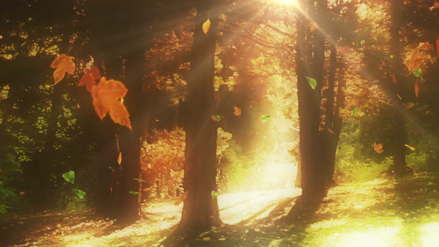 落叶的树木在秋天循环视频素材