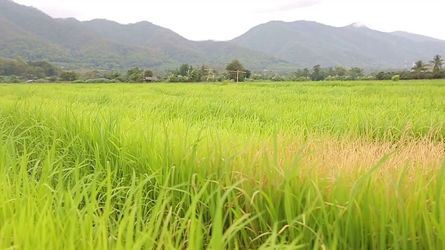 稻田在雨天播种，用小车拍摄视频素材