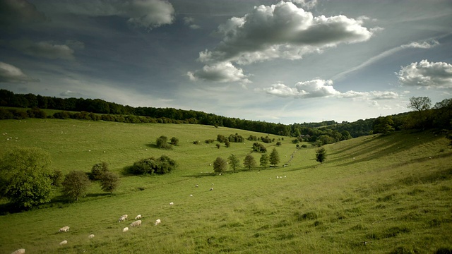 羊群在绿色的山谷里安全地吃草视频素材