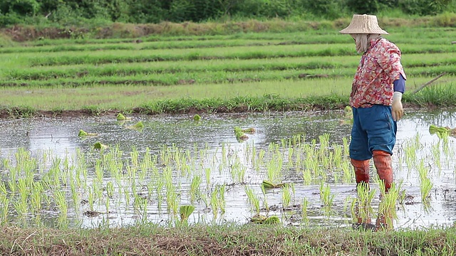 水稻种植视频素材