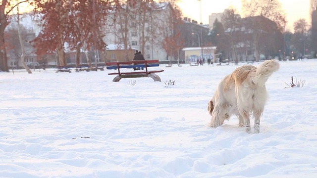 金毛寻回犬在雪中玩耍视频素材