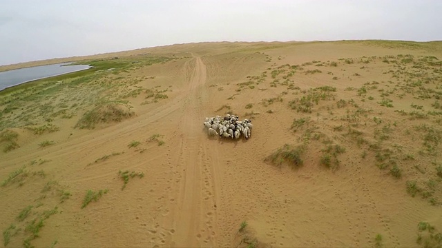 腾格里沙漠/阿拉善附近湖泊羊的WS鸟瞰图，中国内蒙古。视频素材