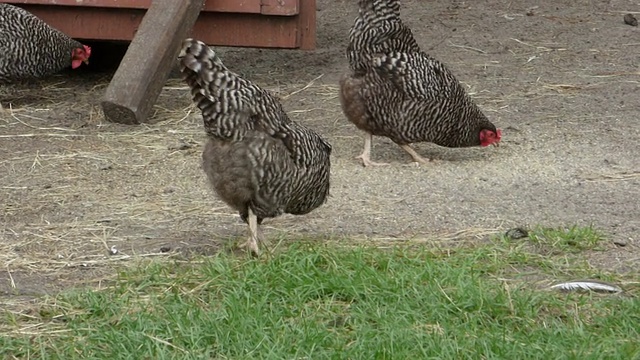 三只肥美的鸡在捡地上洒出来的饲料视频素材