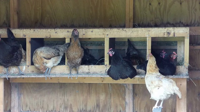 鸡舍里的九只吵闹的母鸡，五只坐在蛋上。视频素材