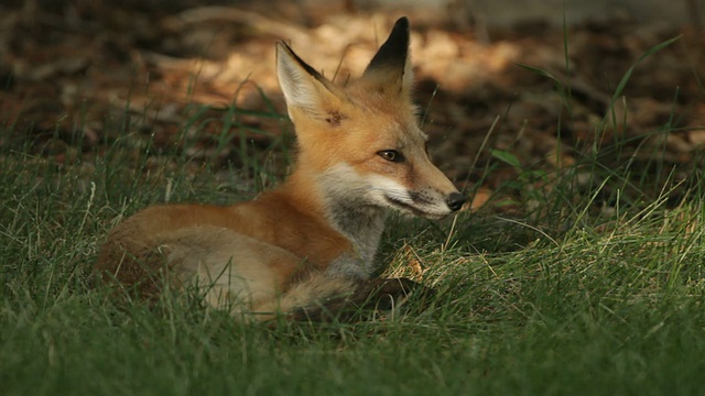 高清视频红狐狸丹佛科罗拉多州视频素材