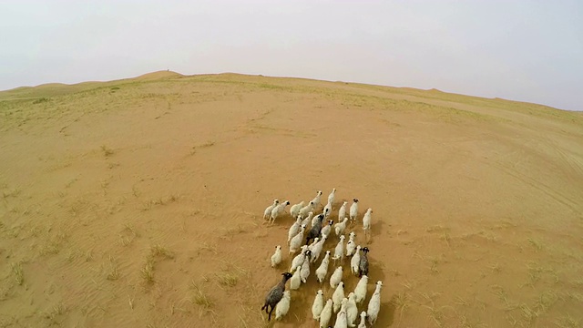 腾格里沙漠/阿拉善附近湖泊羊的WS鸟瞰图，中国内蒙古。视频素材
