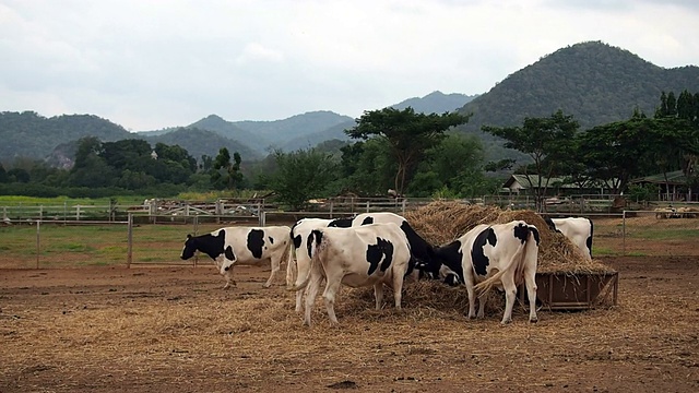 牛在田里吃草视频素材