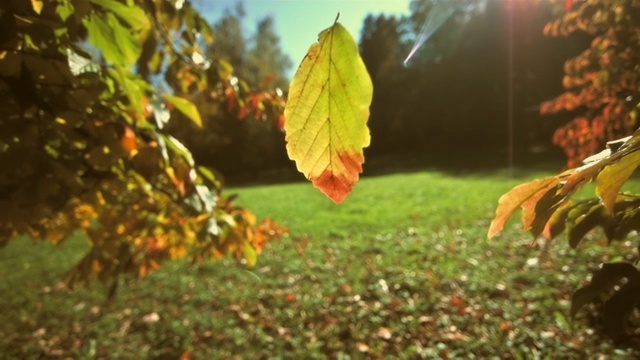 树叶从树上飘落(超级慢镜头)视频购买