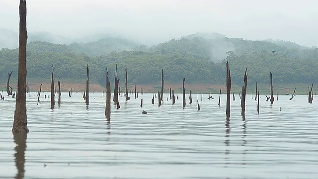 淘洗:薄雾下湖面上的枯树视频下载