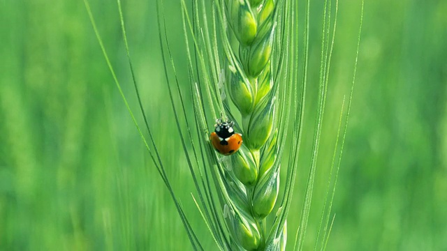 麦草里的瓢虫特写视频素材