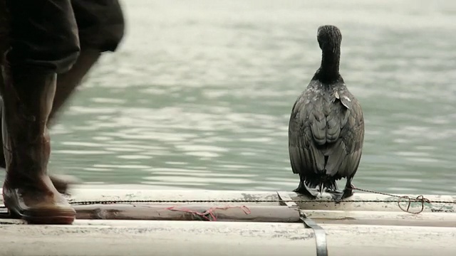 屠女士拍摄的男子与鸟捕鱼/漓江附近，中国广西视频素材