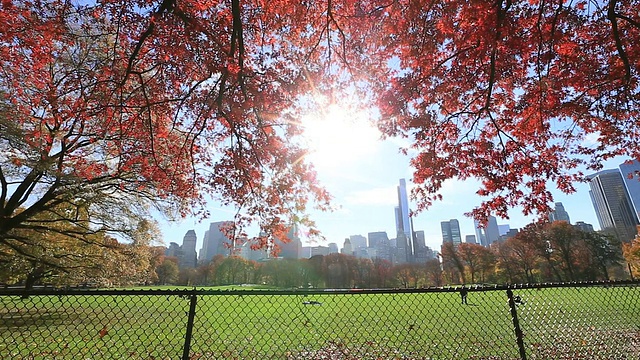 WS LA秋季彩色树和曼哈顿天际线和太阳/纽约，美国视频素材