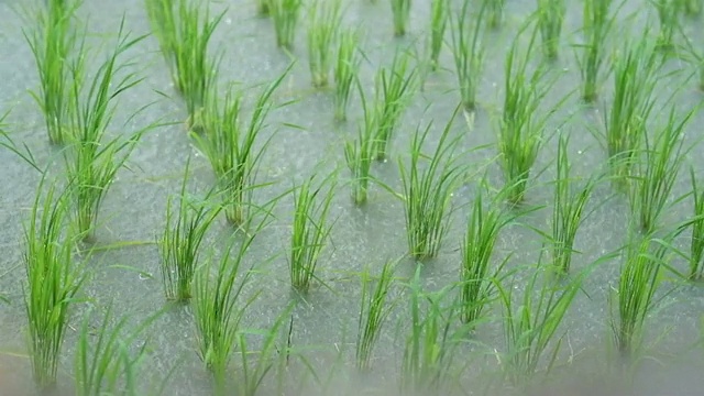 新鲜的绿色稻田伴随着雨水视频下载