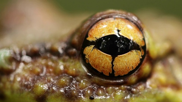 Canelos树蛙(Ecnomiohyla结核):产于亚马逊西部的一种非常罕见的冠层树蛙。眼睛眨的特写视频下载