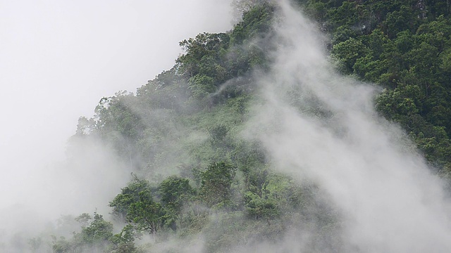 在绿色的山上有雾的雨林视频素材