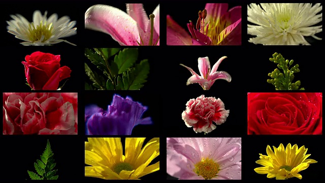 多热带花卉旋转与黑色背景视频下载