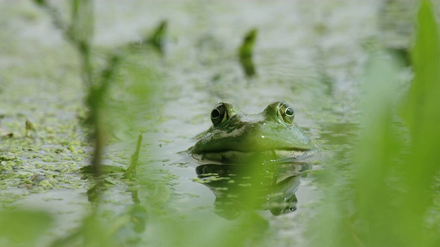 水中的青蛙视频下载