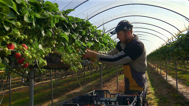 雄性水果采摘者在聚隧道收获草莓。视频素材