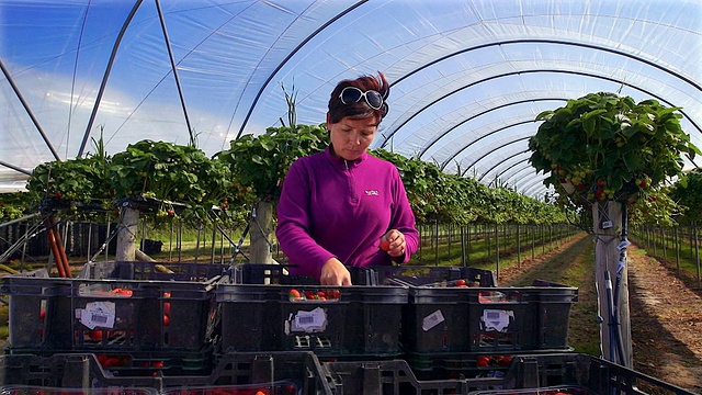 在现代农场里，女农场工人在整理草莓箱。视频下载