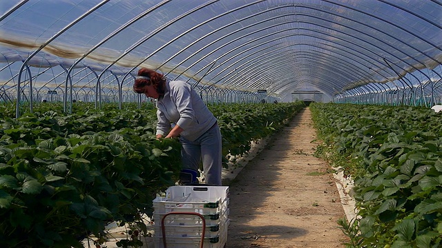 女农场工人采摘草莓在poly隧道在收获。视频素材
