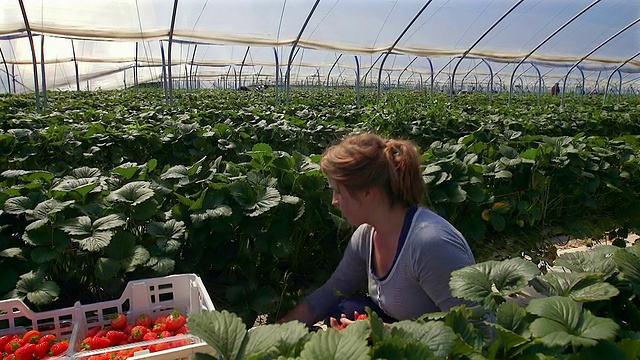 女农场工人采摘草莓在poly隧道在收获。视频素材