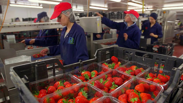 在现代农业工厂，水果农场工人对收获的草莓进行分类和包装。视频素材