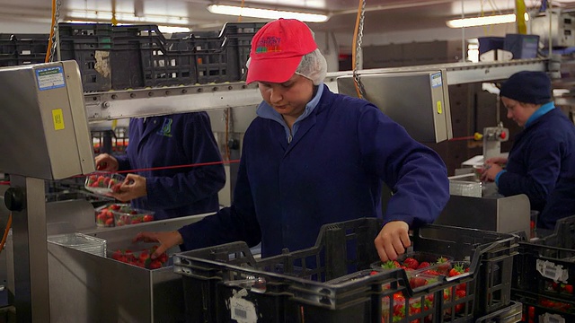 在现代农业工厂，水果农场工人对收获的草莓进行分类和包装。视频素材