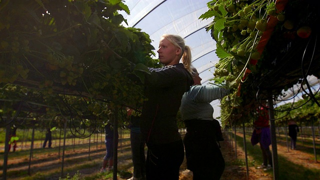 在现代农业中，女农场工人从高床上采摘草莓。视频素材