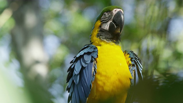 秘鲁亚马逊雨林中的金刚鹦鹉。视频下载