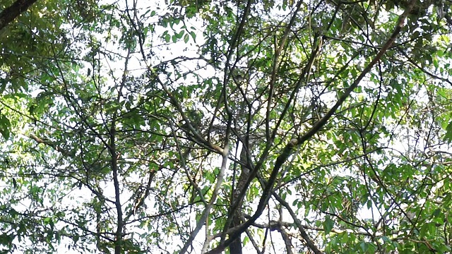 野生猴子在亚马逊雨林跳树视频素材
