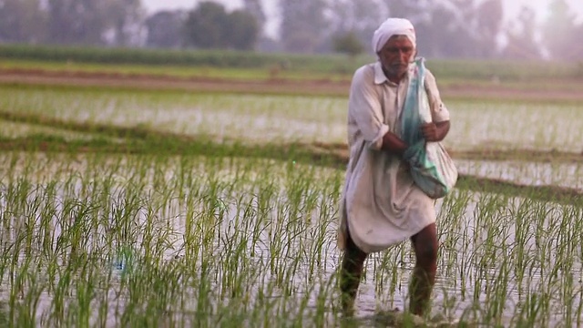 农民在稻田里施肥视频下载