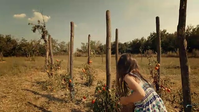 POV，用户生成内容。一个小女孩学习如何摘西红柿。真实的人，乡村场景，。镜头光晕，特殊角度，GoPro。视频素材