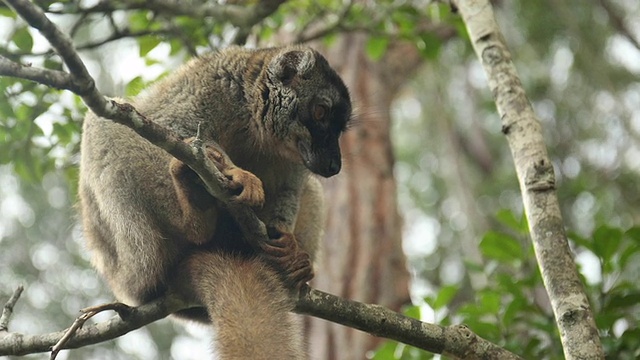 一只可爱的小狐猴坐在树枝上视频下载