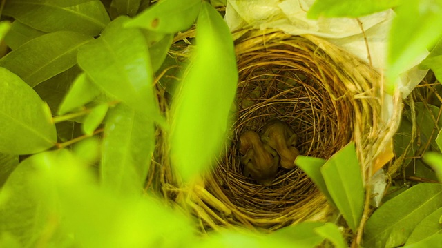 初生的鸟在巢中视频素材