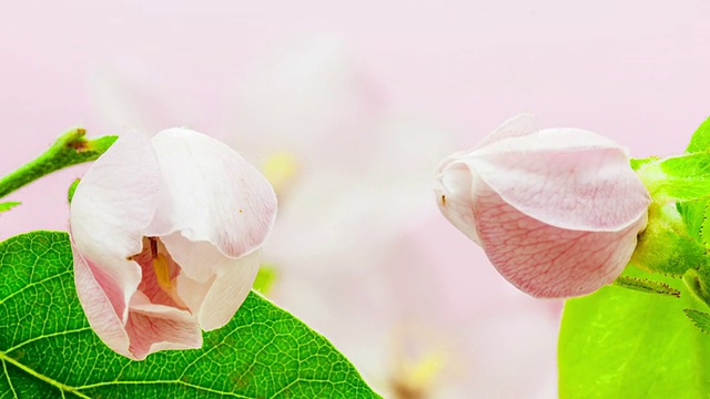 贴梗海棠的花朵视频素材