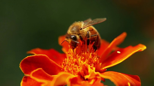 蜜蜂靠近视频素材