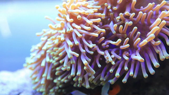 海洋中珊瑚的特写镜头视频素材