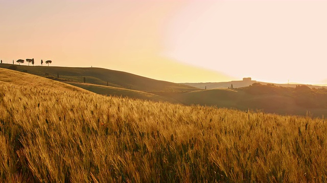 日落时，小麦在风中摇曳视频素材