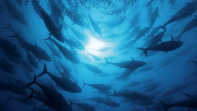 金枪鱼的鱼群在海底游泳视频下载