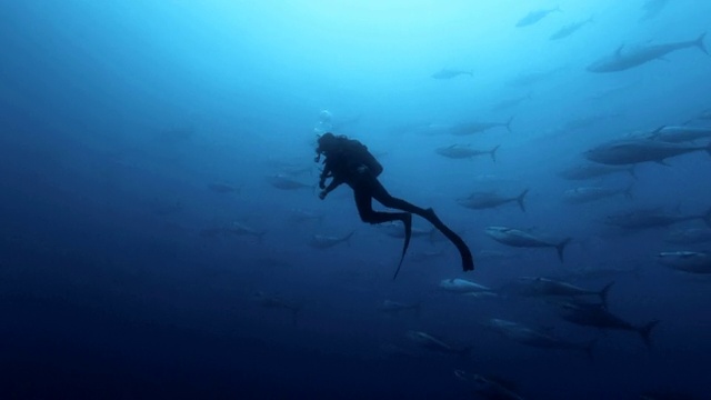 金枪鱼的鱼群在海底游泳视频素材