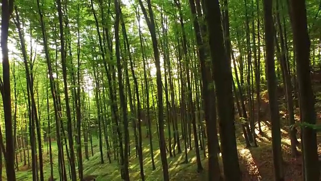 空中的绿色森林，后方有阳光直射视频素材
