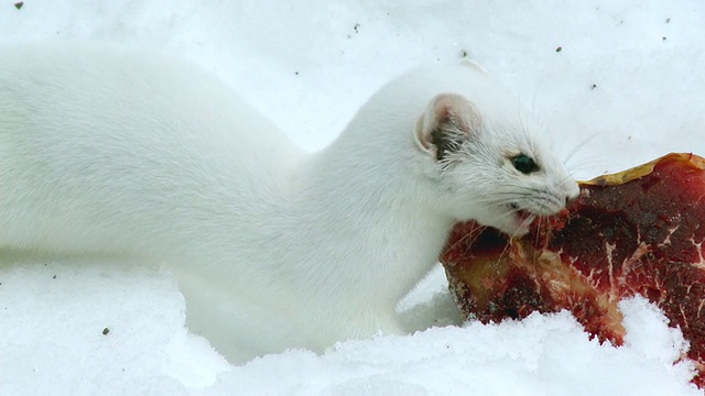 加拿大安大略省特威德市冬季食用短尾鼬或貂尸体的CU ZO拍摄视频素材
