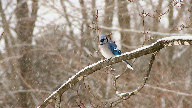 MS拍摄的蓝色松鸦在树枝在冬天/特威德，加拿大安大略省视频素材