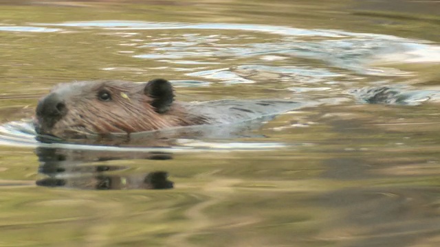 cuts海狸游泳的照片/ Tweed，安大略省，加拿大视频下载
