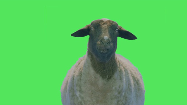 绵羊动物在绿色屏幕上视频素材